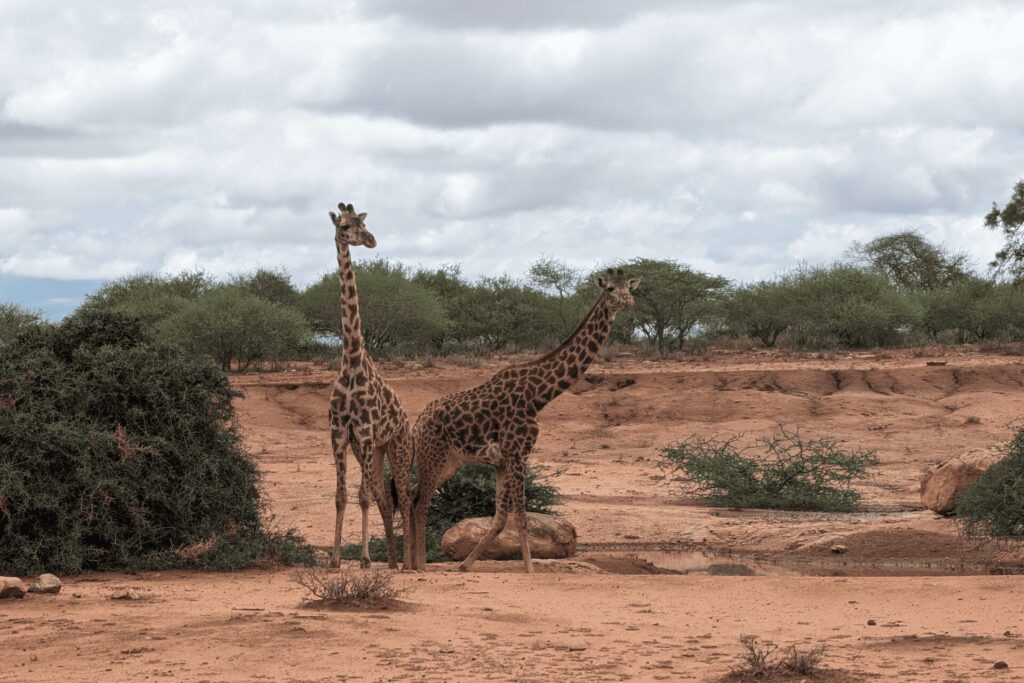 キリンの写真01